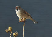 Dieren